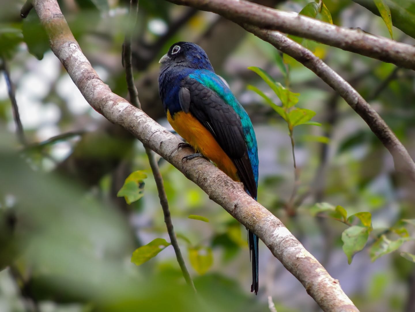 Ave de colores en la selva del Guainía